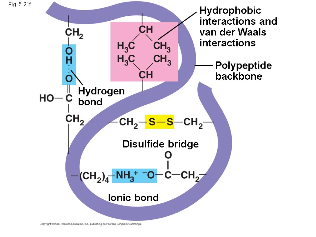 Fig. 5-21f Polypeptide backbone Hydrophobic interactions and van der Waals interactions Disulfide bridge Ionic